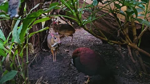 Close up of javan mouse deer hiding Stock Footage 277536608