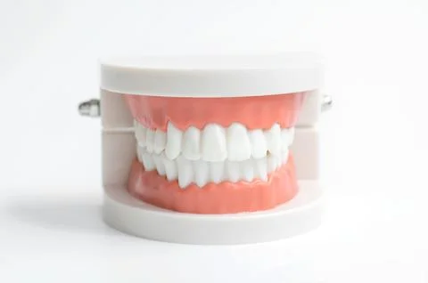 Close-up of a jaw model on a white background Stock Photos