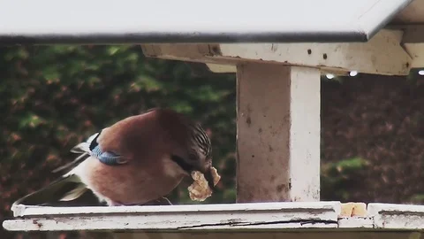Close Up of Jay in feeding house. Video stock 96189717