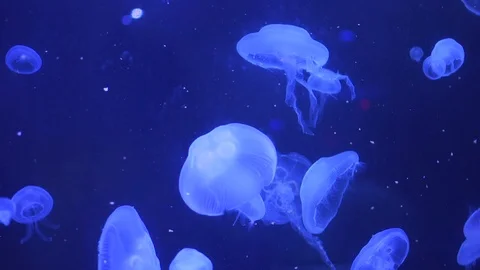 Close Up Jelly Fish Slow Motion 60fps Stock Footage 105818847