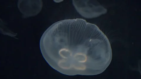 Close up of jellyfish against dark background 库存影片 309845298