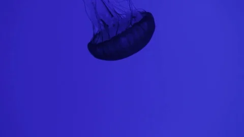 Close up of jellyfish in aquarium 库存影片 82787017
