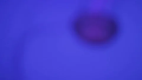 Close up of jellyfish in aquarium Stock Footage 82787045