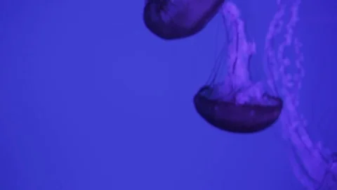 Close up of jellyfish in aquarium 库存影片 82787190