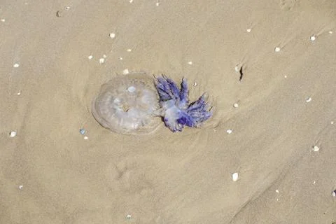 Close up on jellyfish on the beach 写真素材