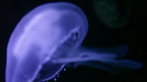 Close up of Jellyfish in the dark Stock Footage 8947139