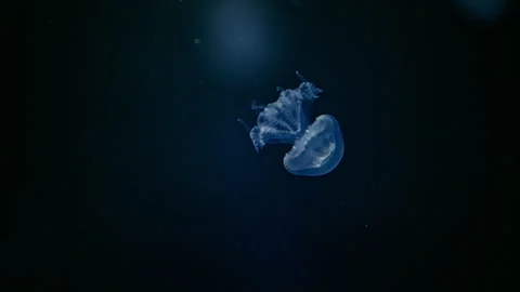 Close-up of jellyfish floating gracefully in aquarium water, stunning 4K slow Stock Footage 335549815