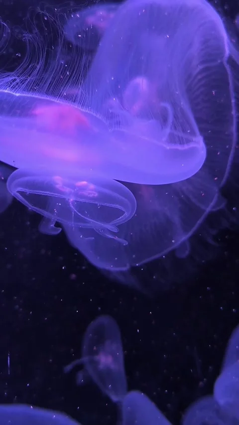 Close-up of jellyfish floating translucent blue light purple color background Stock Footage 274037310