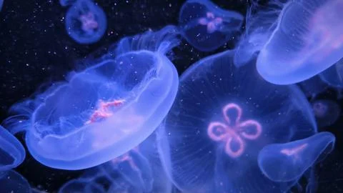 Close-up of jellyfish floating translucent blue light purple color backgrou.. Stock Photos