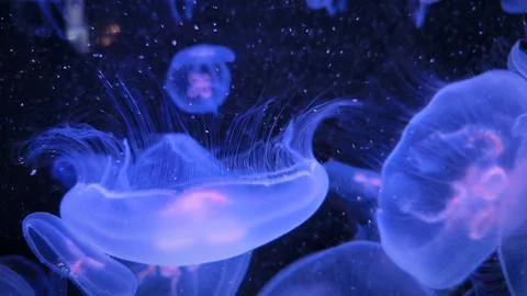 Close-up of jellyfish floating translucent blue light purple color backgrou.. Foto stock