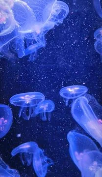 Close-up of jellyfish floating translucent blue light purple color backgrou.. Foto stock