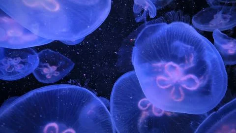 Close-up of jellyfish floating translucent blue light purple color backgrou.. Foto stock