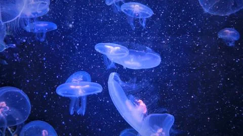 Close-up of jellyfish floating translucent blue light purple color backgrou.. Stock Photos