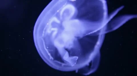 Close up of Jellyfish 스톡 동영상 8947132