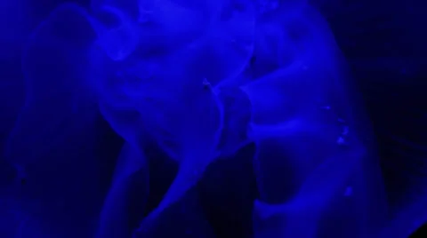 Close up of jellyfish 스톡 동영상 32283109