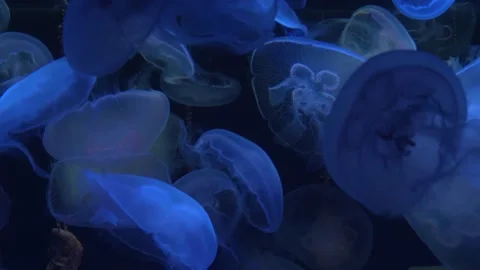 Close up of Jellyfish Stock Footage 135040730