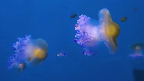 Close up of Jellyfish Stock Footage 139653637
