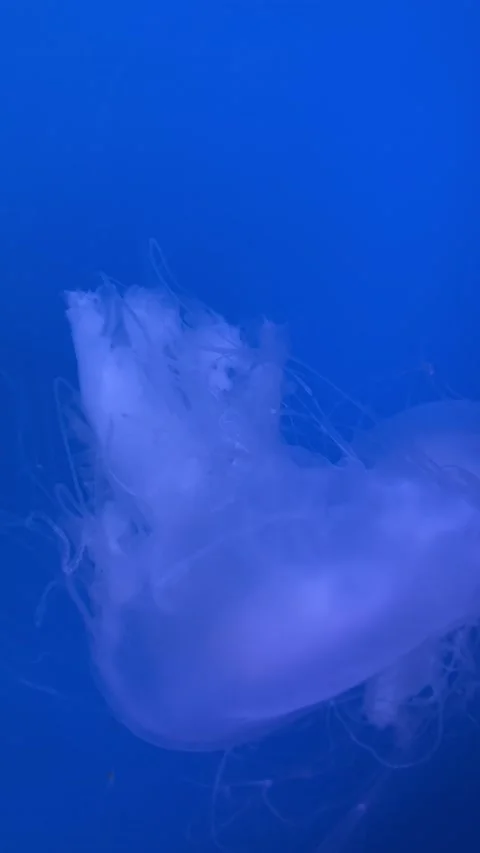 Close Up of a Jellyfish Stock Footage 168907155