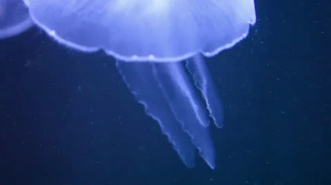 Close up of jellyfish with long tentacles Stock Footage 8947119