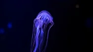 Close-Up Jellyfish, Medusa In Fish Tank With Neon Light. Stock Footage