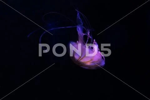 Close-up Jellyfish, Medusa in fish tank with neon light. Jellyfish is free-sw Stock Photos