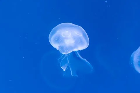 Close-up Jellyfish, Medusa in fish tank with neon light. Jellyfish is free-sw Stock Photos