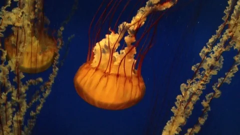 Close up of jellyfish moving downwards Stock Footage 74478259