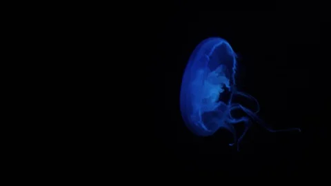 Close up of Jellyfish . Night Background. Stock Footage 129115397