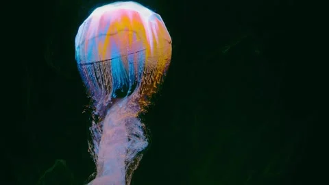 Close-up jellyfish rising with trailing tentacles and iridescent streaks in dark Stock Footage 344383236