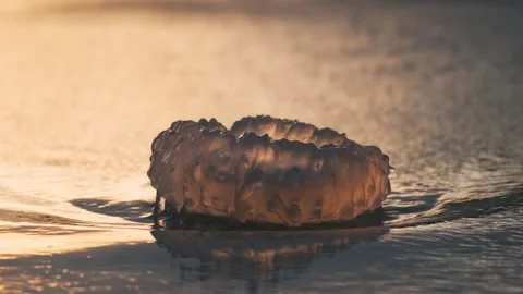 Close up of jellyfish on sandy beach during sunset in Phuket island, Thailand Stock Footage 277978393