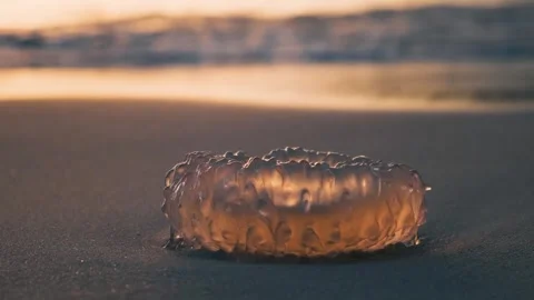 Close up of jellyfish on sandy beach during sunset in Phuket island, Thailand Stock-Footage 278978417