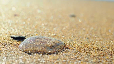 Close-up of jellyfish on sandy beach Stock Footage 324518462