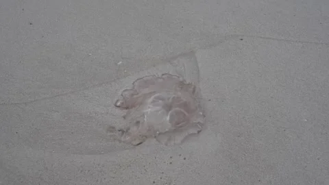 Close-up of a jellyfish stranded on wet sand, marine nature video Stock Footage 345689624