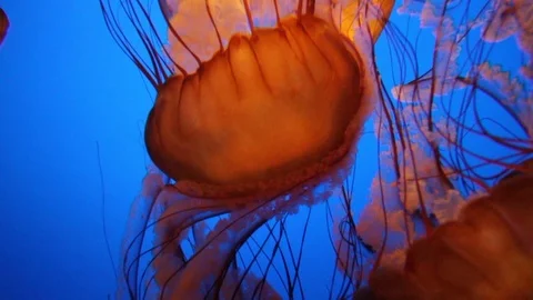 Close up of Jellyfish in a tank Stock Footage 87736065