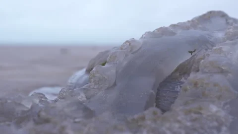 Close Up of a Jellyfish Washed Up on a Welsh Beach Stock Footage 293087055