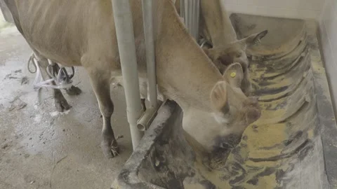 Close-up of Jersey Calves Feeding on Grain, Organic Farm, Paraty Stock Footage 320632518