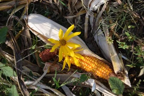Close up on Jerusalem artichoke and corn cob Stock Photos