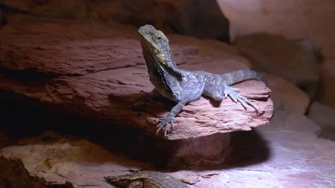 Close up of Jesus lizard Stock Footage 234138172