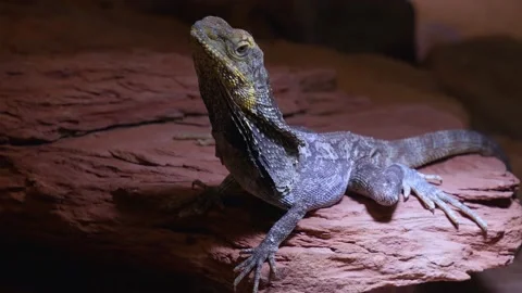 Close up of jesus lizard Stock Footage 234165010