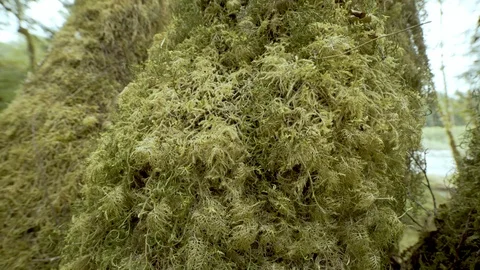 Close jib down of mossy tree trunk in Hoh rainforest in Olympic National Park Stock Footage 100560617