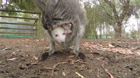 Close-up of a joey in the pouch of a kangaroo Video stock 45590290