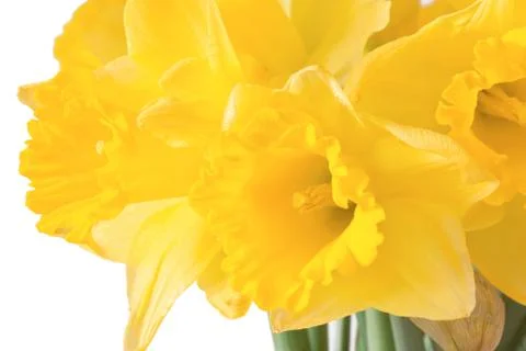 Close-up of jonquils Foto stock