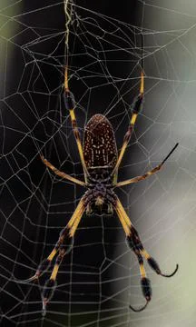 A close up of a Joro Spider Stock Photos