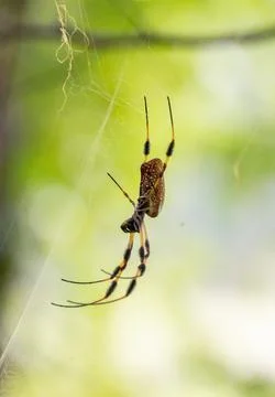 A close up of a Joro Spider Stock Photos