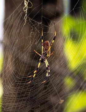A close up of a Joro Spider Stock Photos