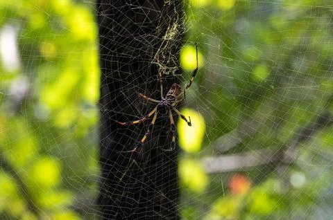 A close up of a Joro Spider Stock Photos