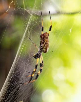 A close up of a Joro Spider Stock Photos
