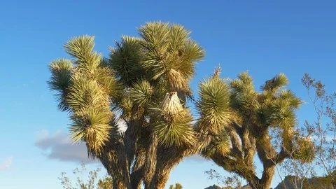 CLOSE UP: Joshua tree canopy with sharp leaves stretches out into the sunny sky. Stock Footage 118521453