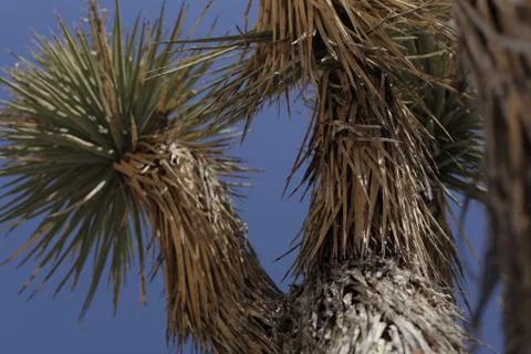 Close up of a Joshua Tree Stock Photos