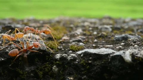 Close up of  journey of ant Stock Footage 65828529